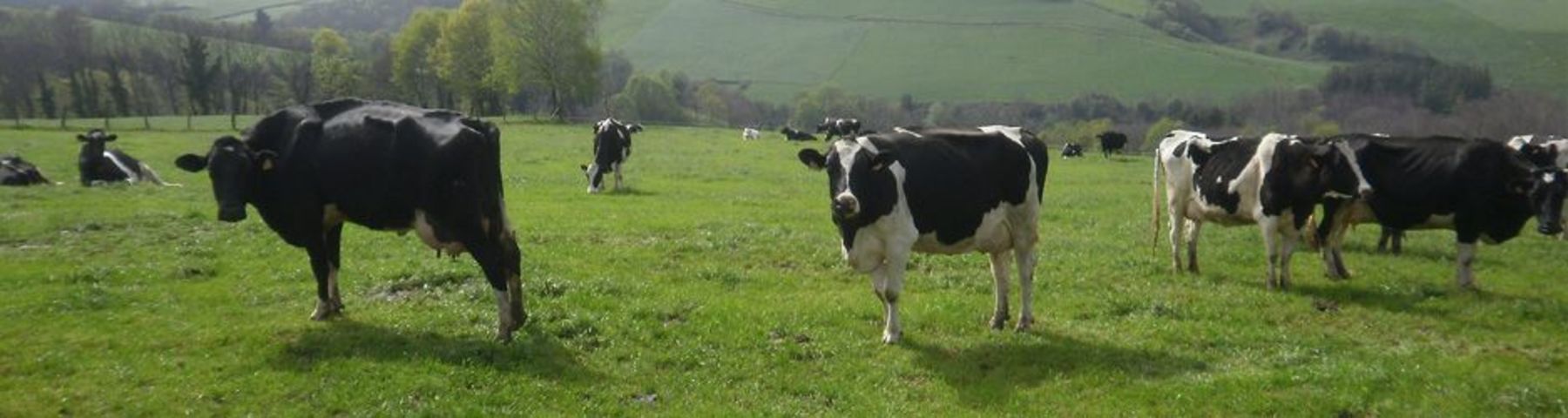 Helados de Granja Alvarin